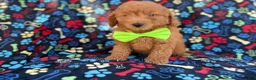 Mini Goldendoodle dogs for sale: Leroy - Ad 3