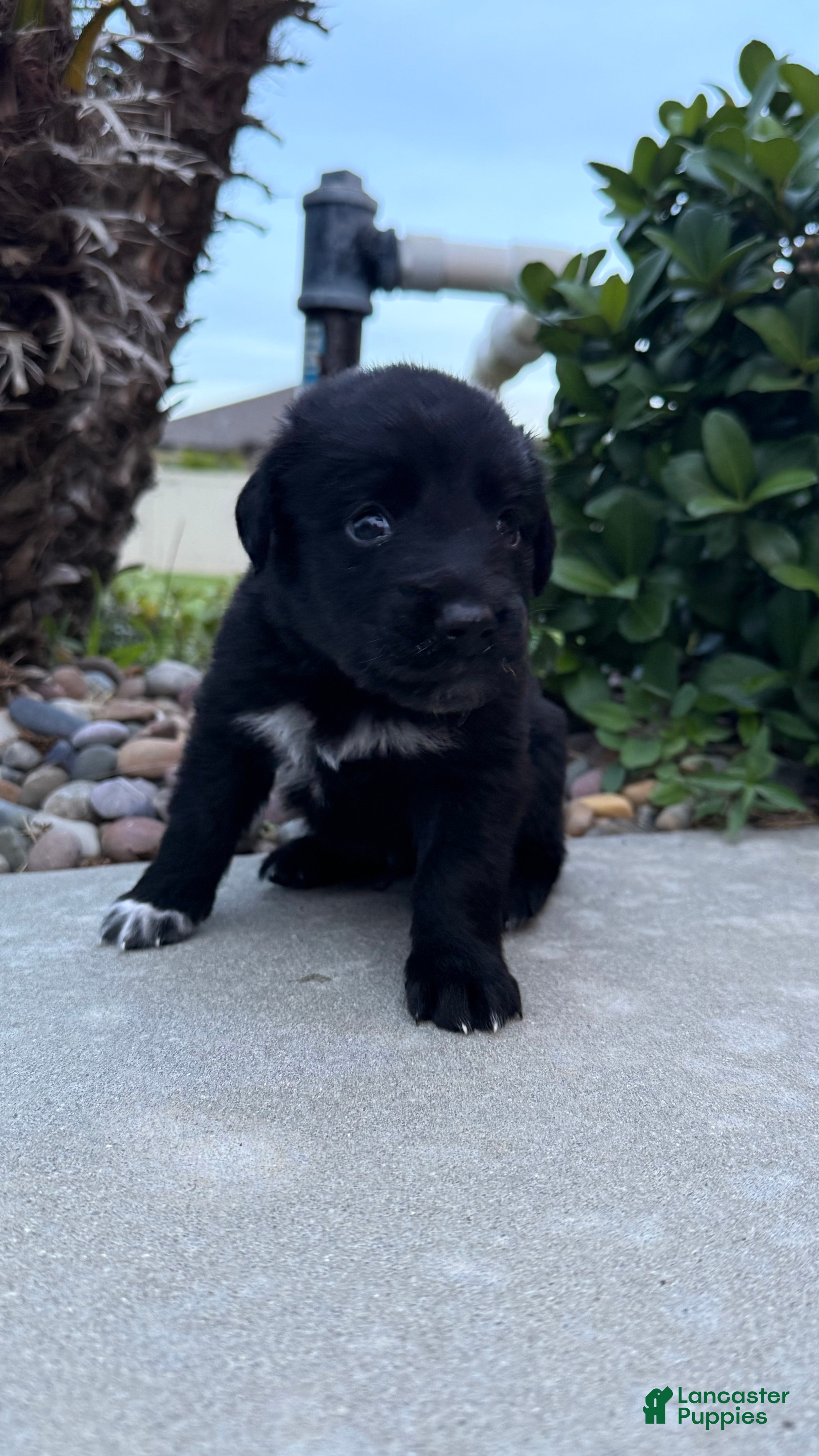Mixed Breed dogs Thor  - Ad 19