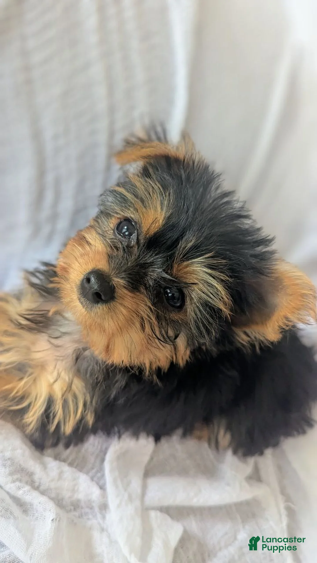 Yorkshire Terrier dogs for sale: Myia - Ad 2
