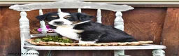 Australian Shepherd dogs for sale: Albert - Ad 4