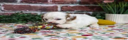 Cavapoo dogs for sale: April - Ad 3