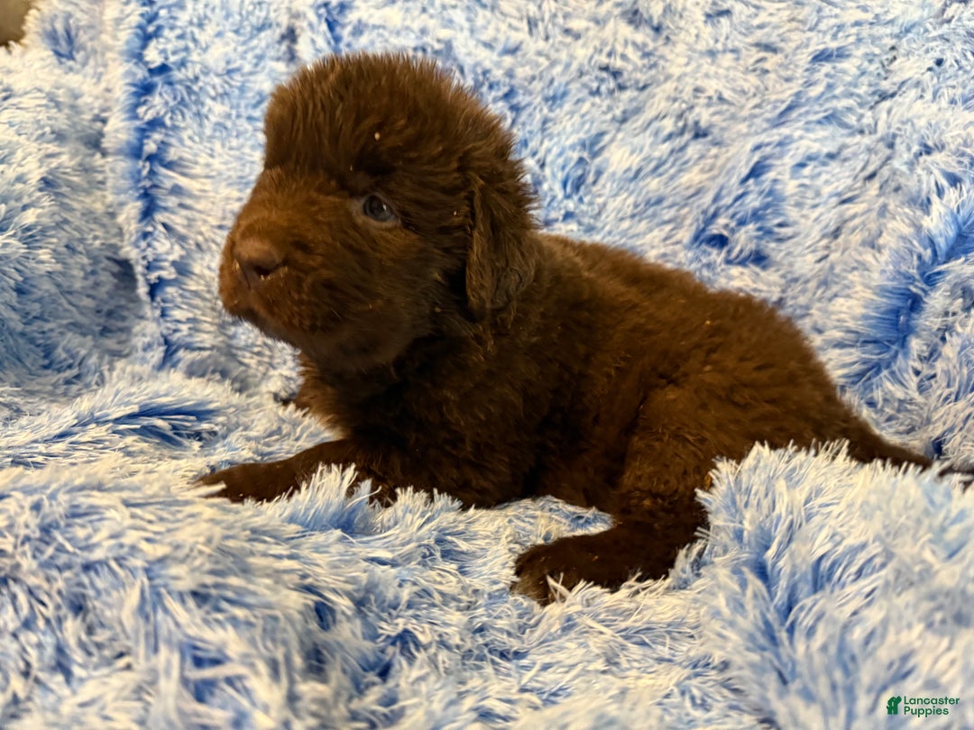 Newfoundland dogs for sale: Newfoundland Puppy 1 - Ad 3