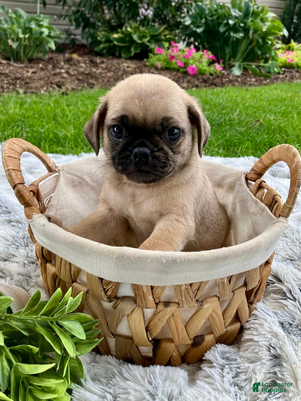 Pug dogs Joe - Ad 1