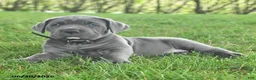 Cane Corso dogs for sale: Russler - Ad 4