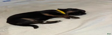 German Shepherd 5