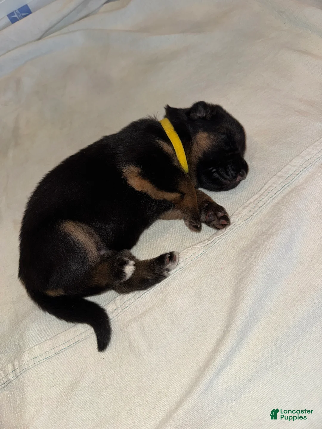 German Shepherd dogs for sale: German Shepherd 5 - Ad 1