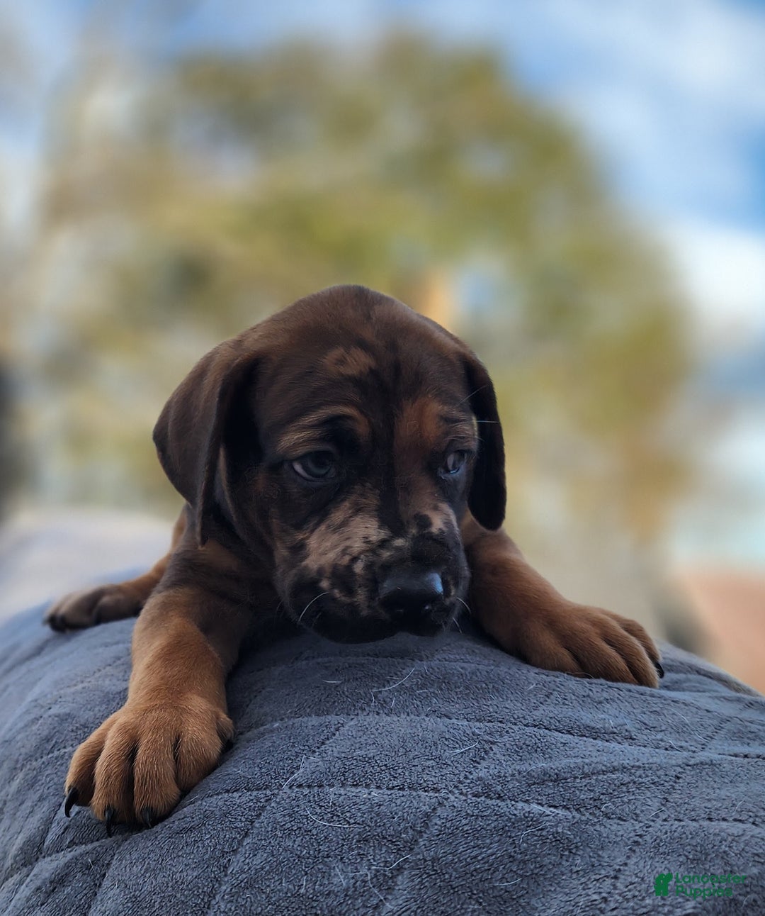 Catahoula Leopard Dog dogs for sale: Tala 2025 Male 2 - Ad 21