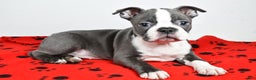 Boston Terrier dogs for sale: Tessa - Ad 8