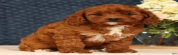 Cavapoo dogs for sale: Gretta - Ad 4
