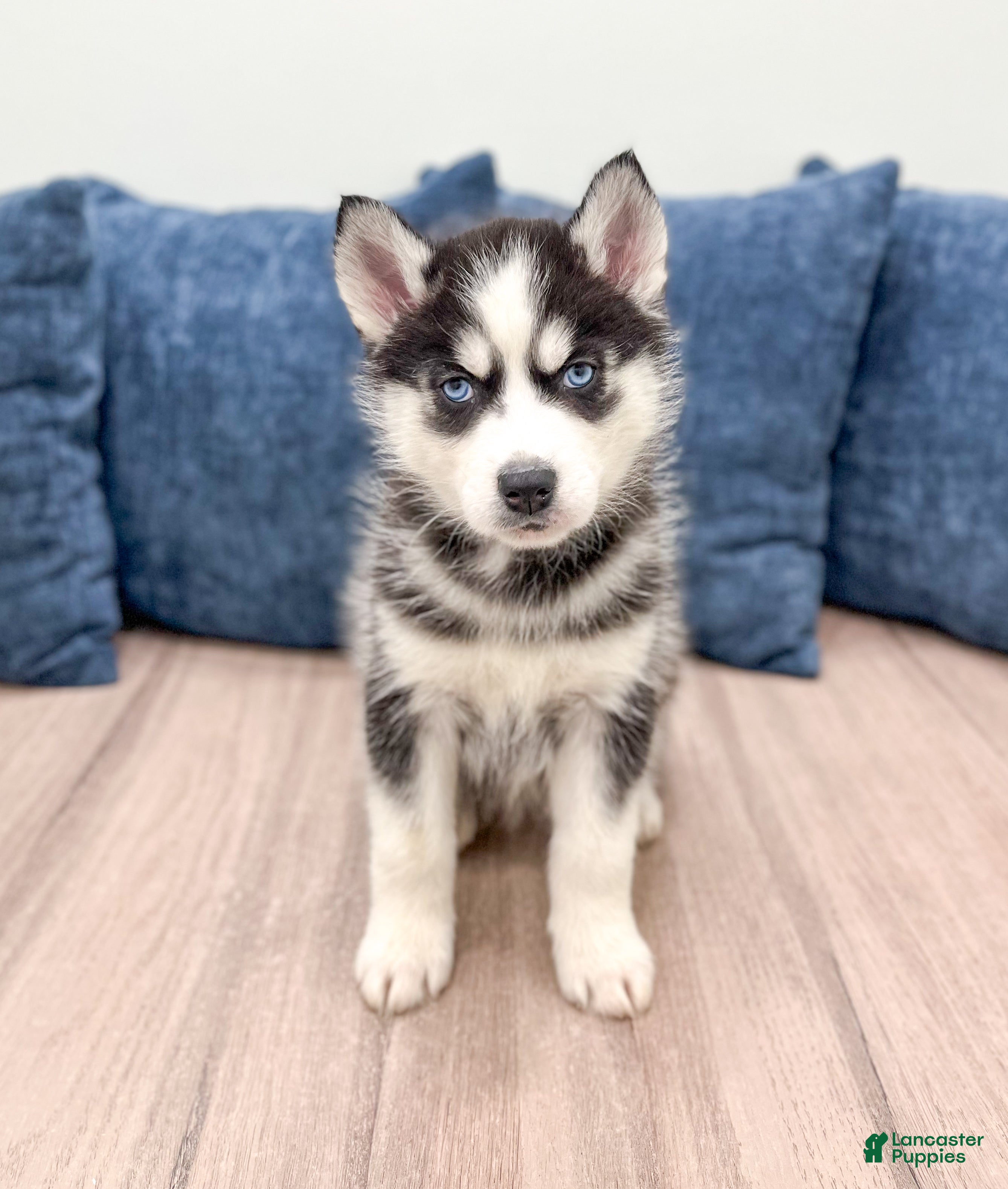 Siberian Husky dogs for sale: Tonya - Ad 1