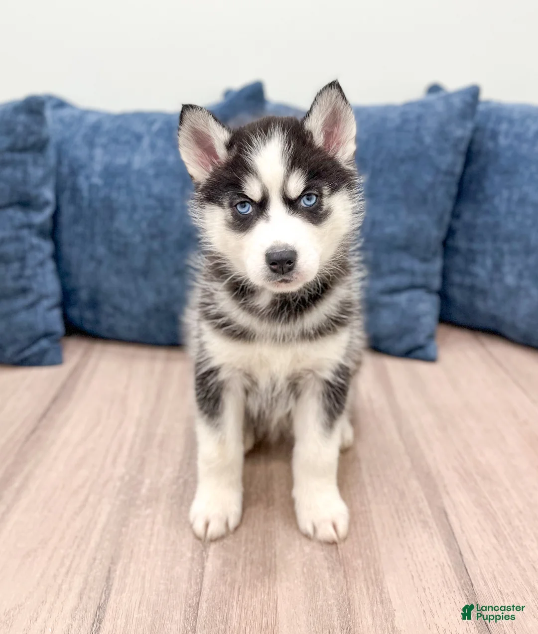 Siberian Husky dogs for sale: Tonya - Ad 1