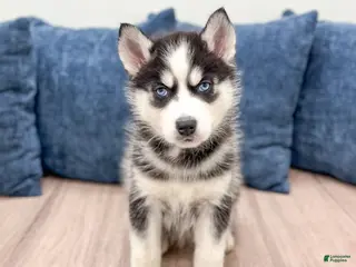 Siberian Husky dogs for sale: Tonya - Ad 1