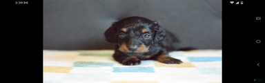 Miniature Dachshund Puppy 2