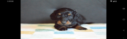Miniature Dachshund dogs for sale: Miniature Dachshund Puppy 2 - Ad 1