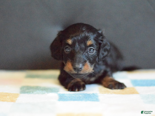 Miniature Dachshund dogs Miniature Dachshund Puppy 2 - Ad 3