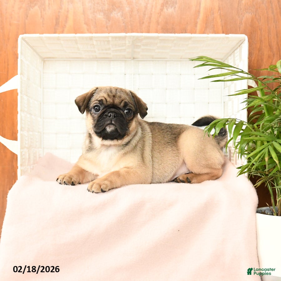 Pug dogs Precious - Ad 2