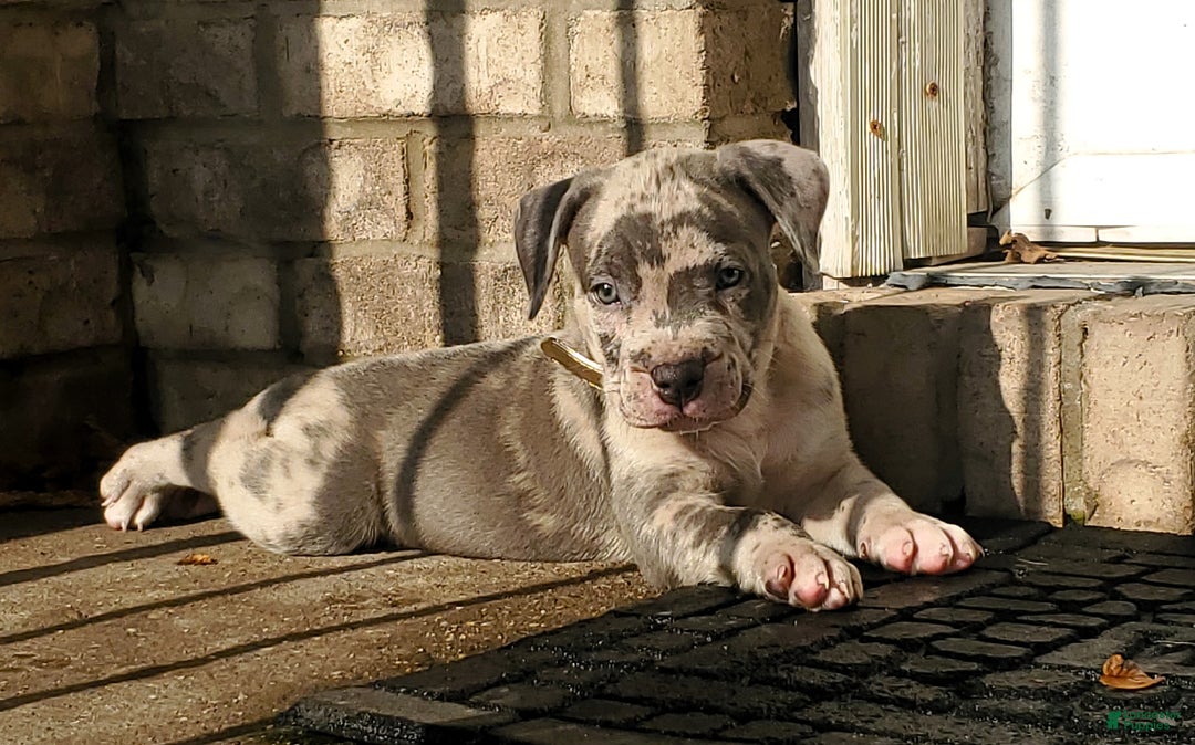 American Bully dogs for sale: American Bully Puppy 1 - Ad 9