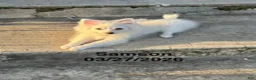Pomeranian dogs for sale: Samson - Ad 3