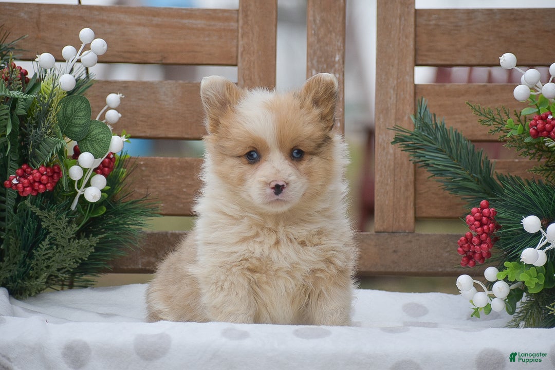 Welsh Corgi Pembroke dogs for sale: Morocco - Ad 1