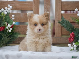 Welsh Corgi Pembroke dogs Morocco - Ad 27