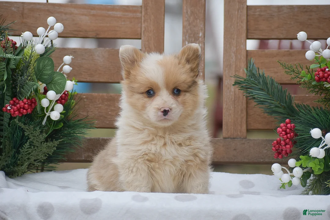 Welsh Corgi Pembroke dogs for sale: Morocco - Ad 2