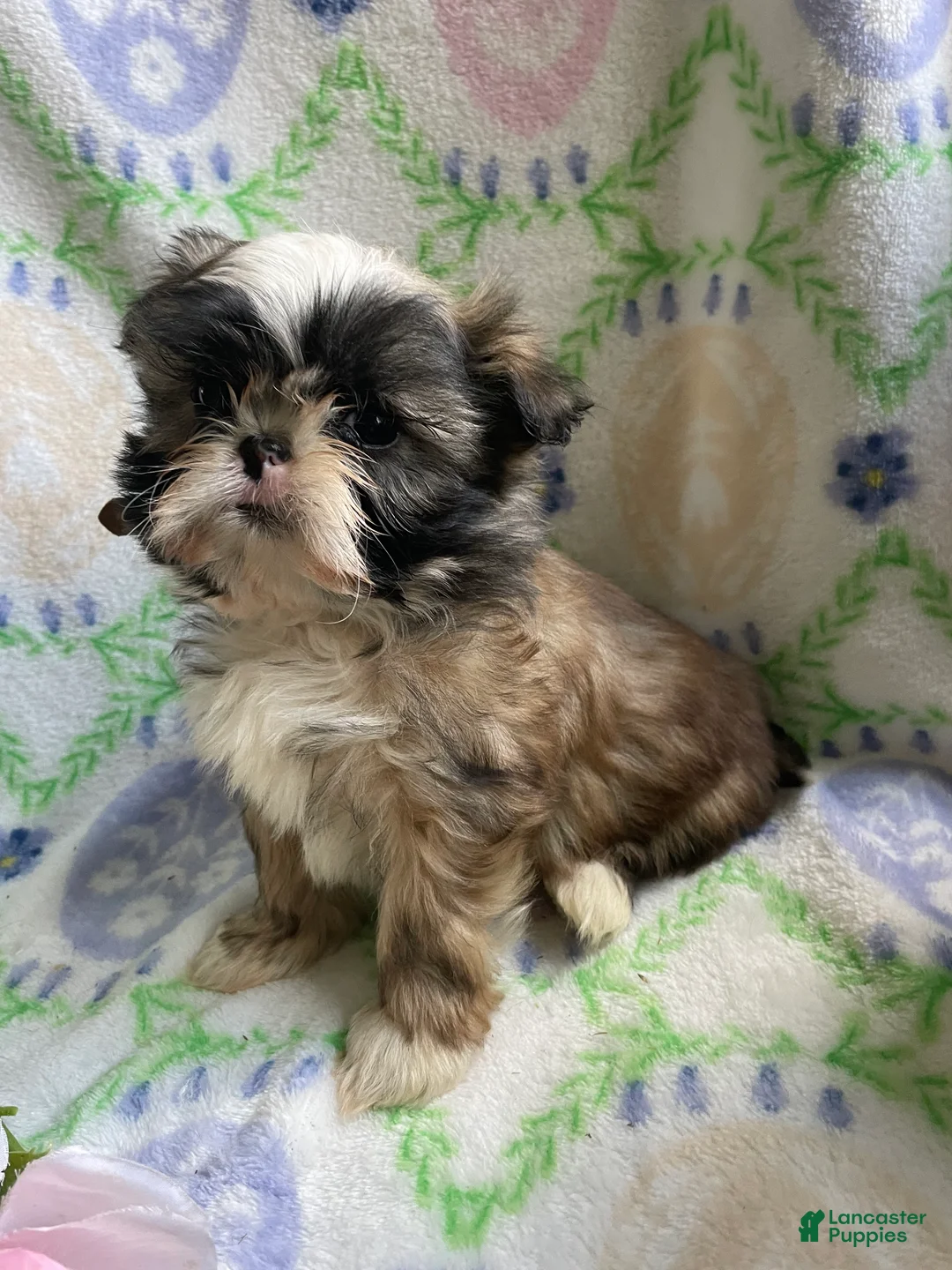 Shih Tzu dogs for sale: George - Ad 4