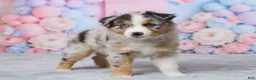 Australian Shepherd dogs for sale: Charlie - Ad 2