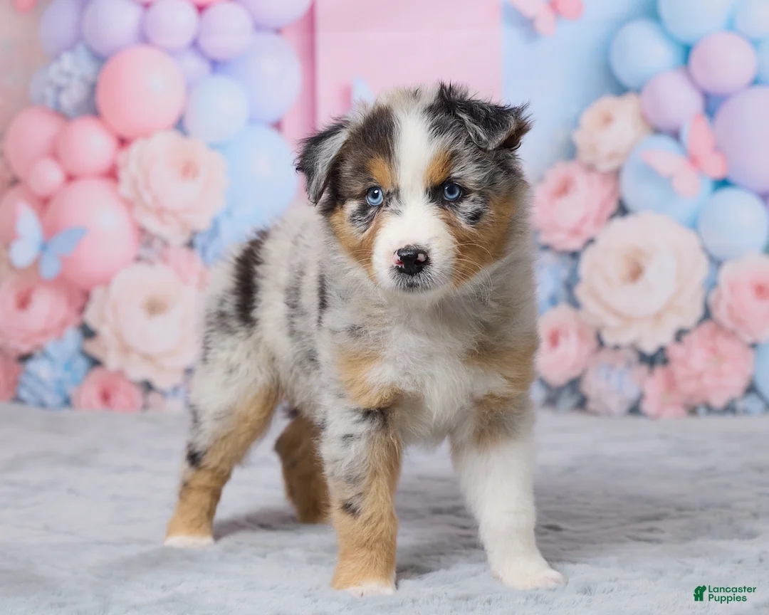 Australian Shepherd dogs for sale: Charlie - Ad 2