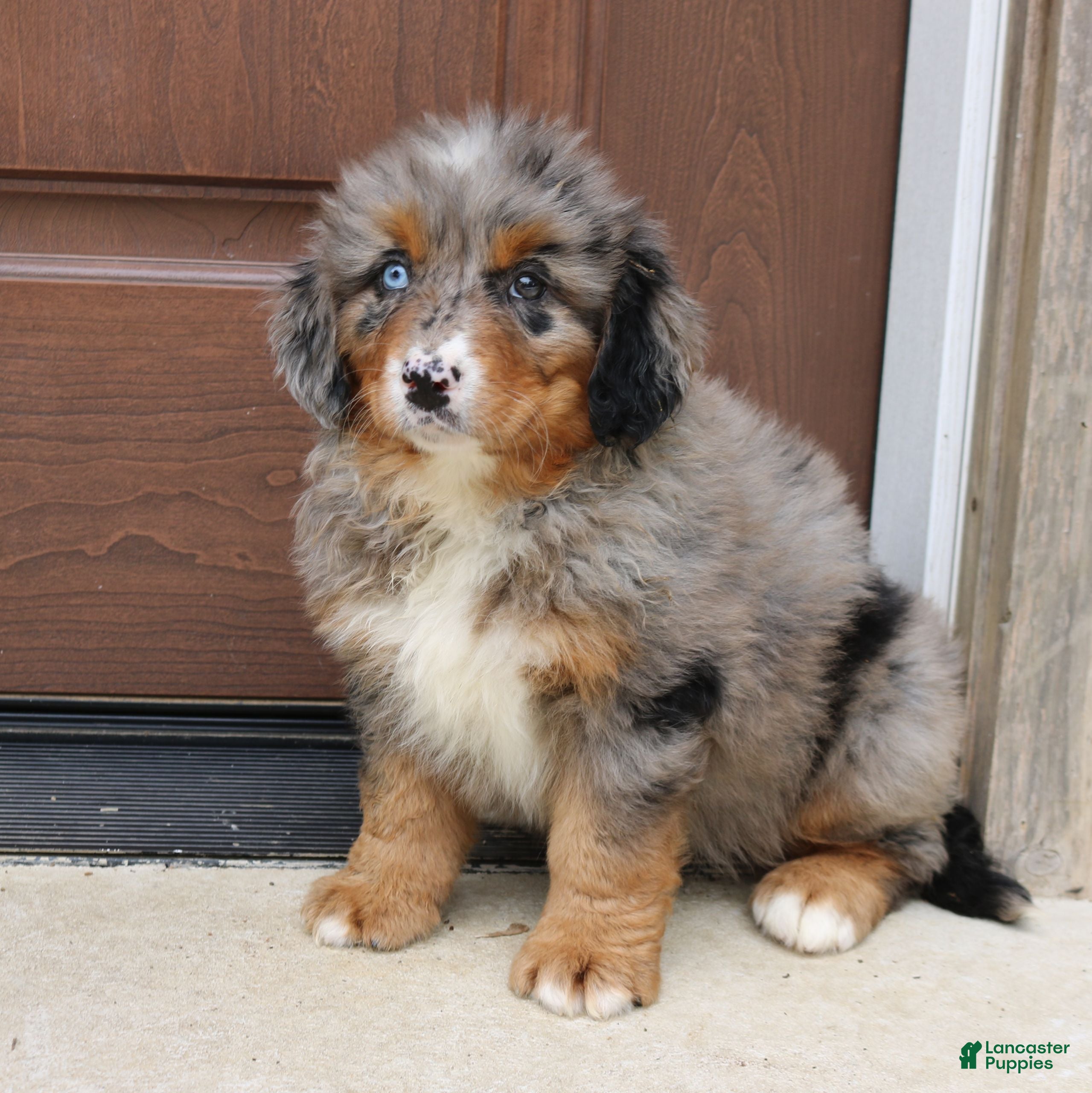 Bernedoodle dogs Cassie  - Ad 1