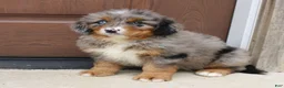 Bernedoodle dogs for sale: Cassie  - Ad 1