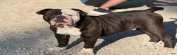 Olde English Bulldogge dogs for sale: Olde English Bulldogge 1 - Ad 3
