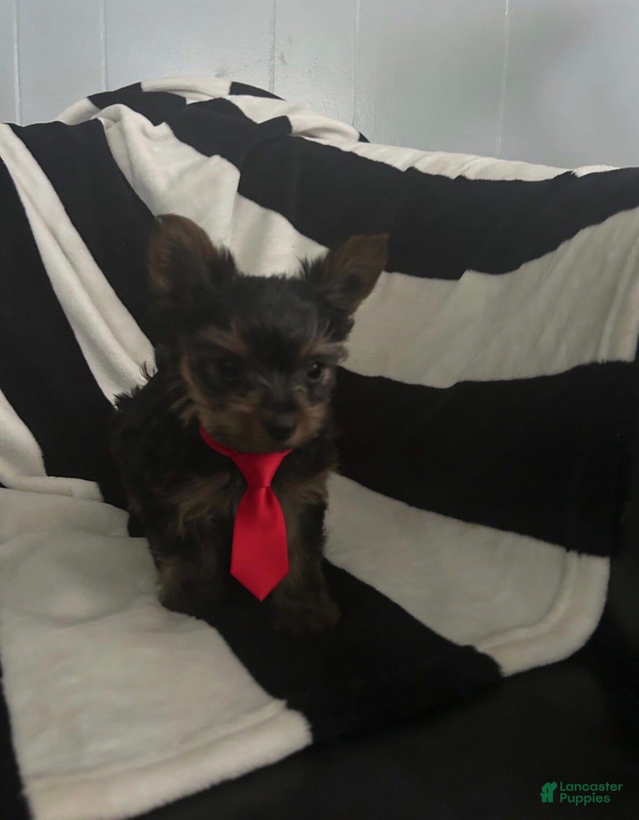 Yorkshire Terrier dogs for sale: Yorkshire Terrier Puppy 2 - Ad 3