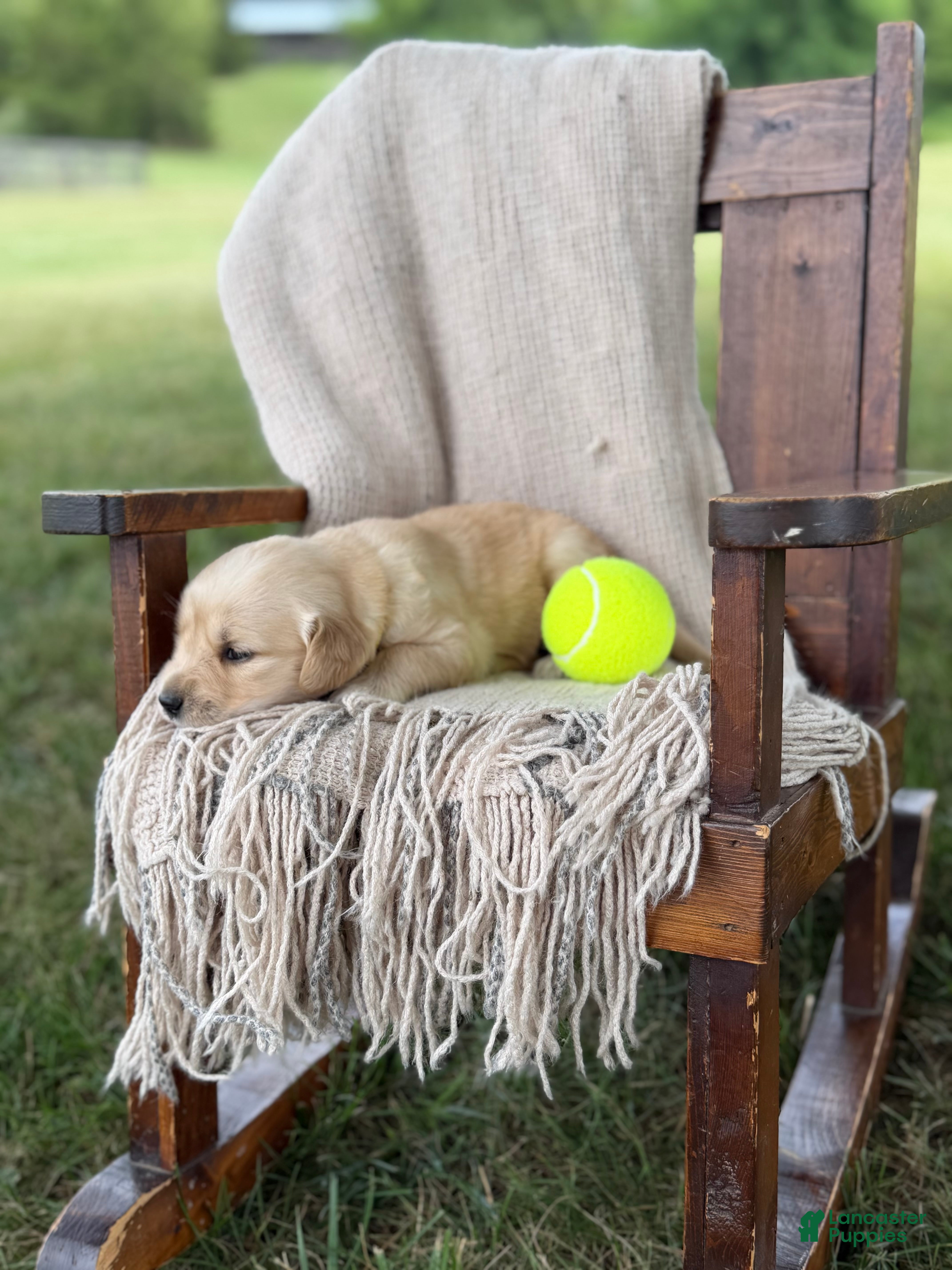Golden Retriever dogs Siena - Ad 2