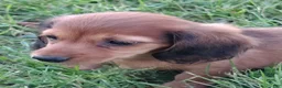 Miniature Dachshund dogs for sale: Miniature Dachshund 3 - Ad 2