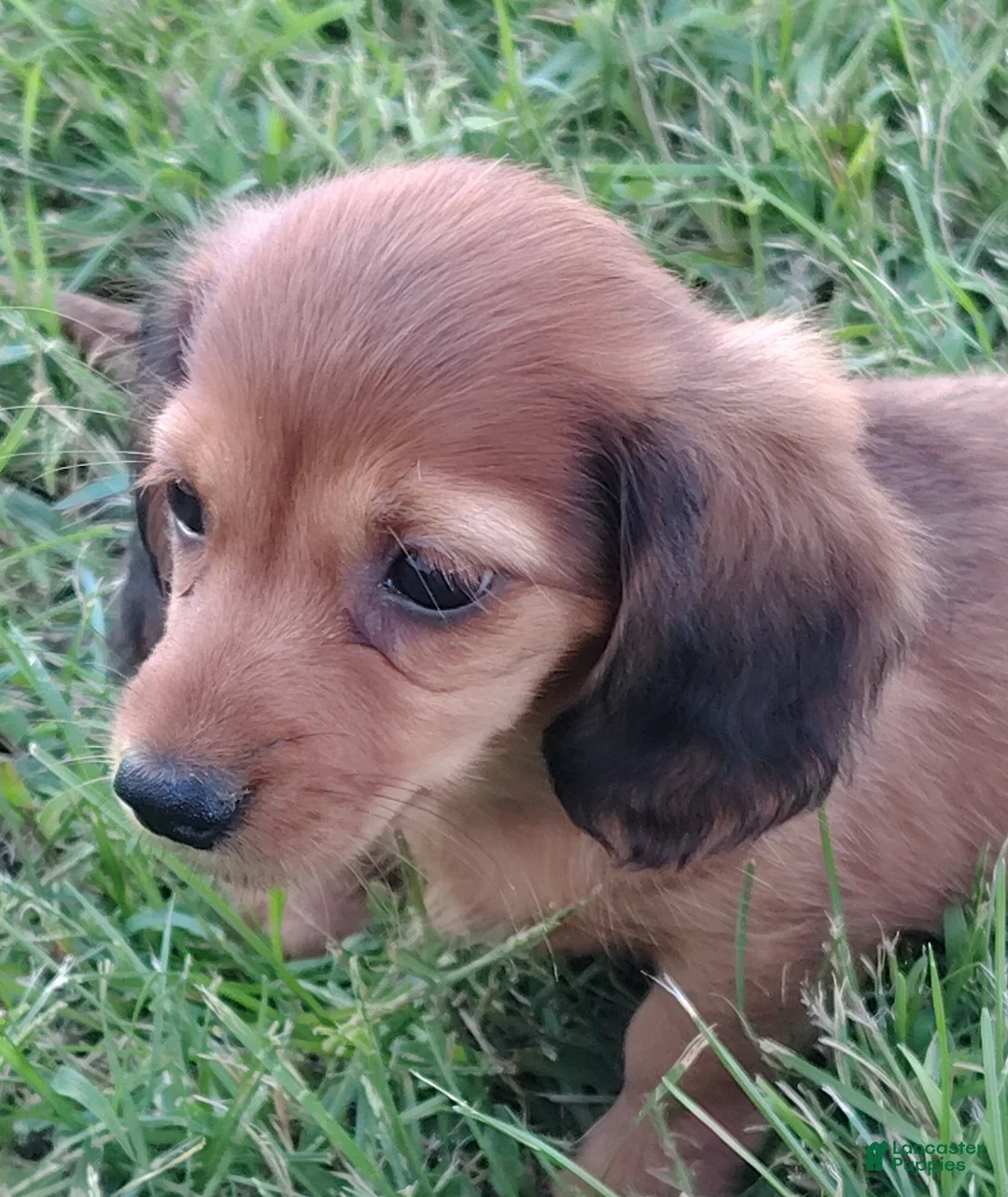 Miniature Dachshund dogs for sale: Miniature Dachshund 3 - Ad 2