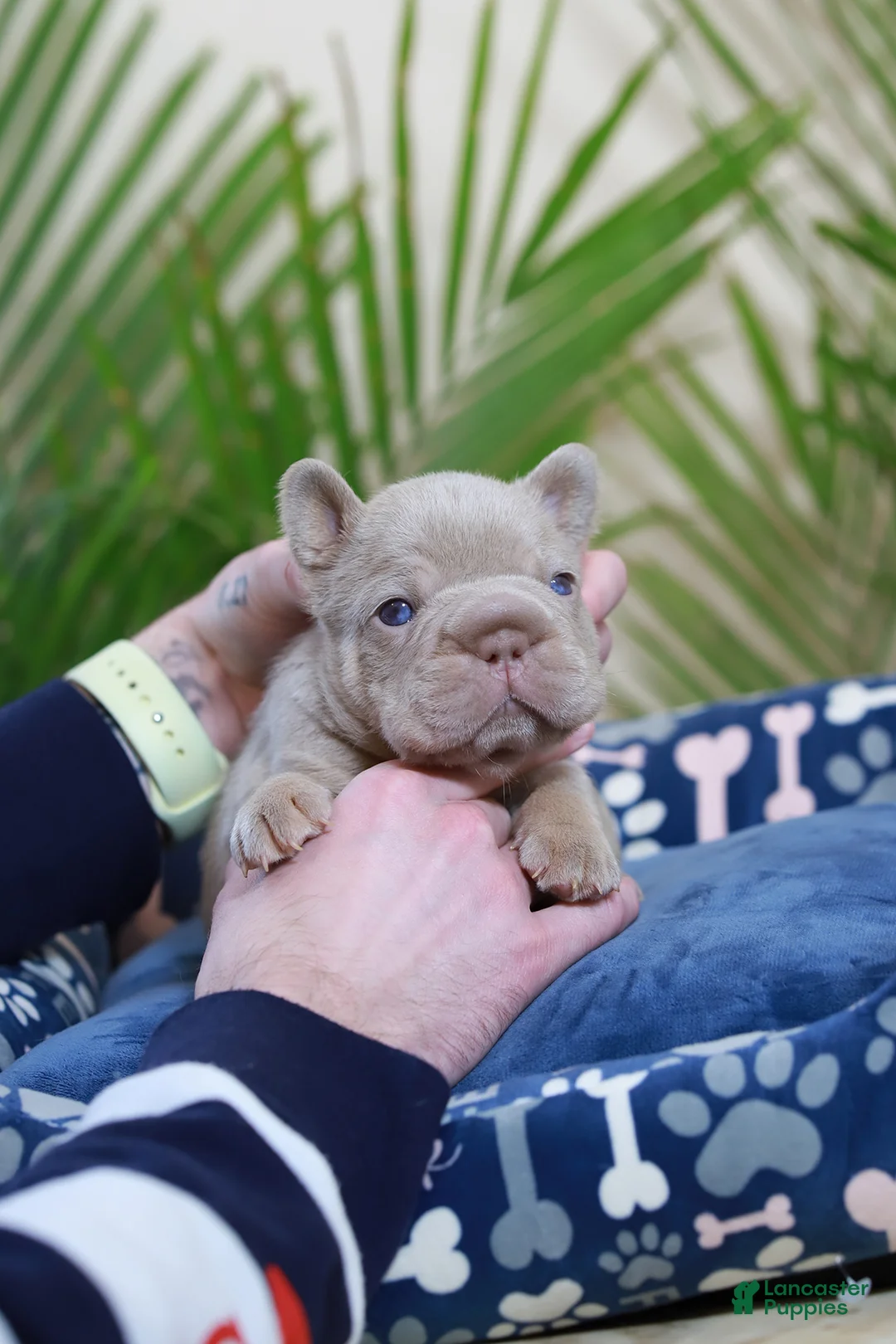 French Bulldog dogs for sale: Royal  - Ad 7
