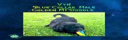 Mixed Breed dogs for sale: ⭐ Vyn — Blue Collar • Male Golden Mt Doodle - Ad 5