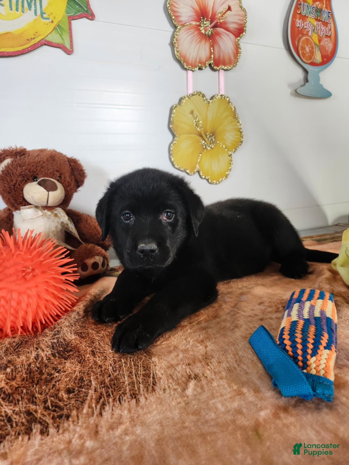 Labrador Retriever dogs Cooper - Ad 1