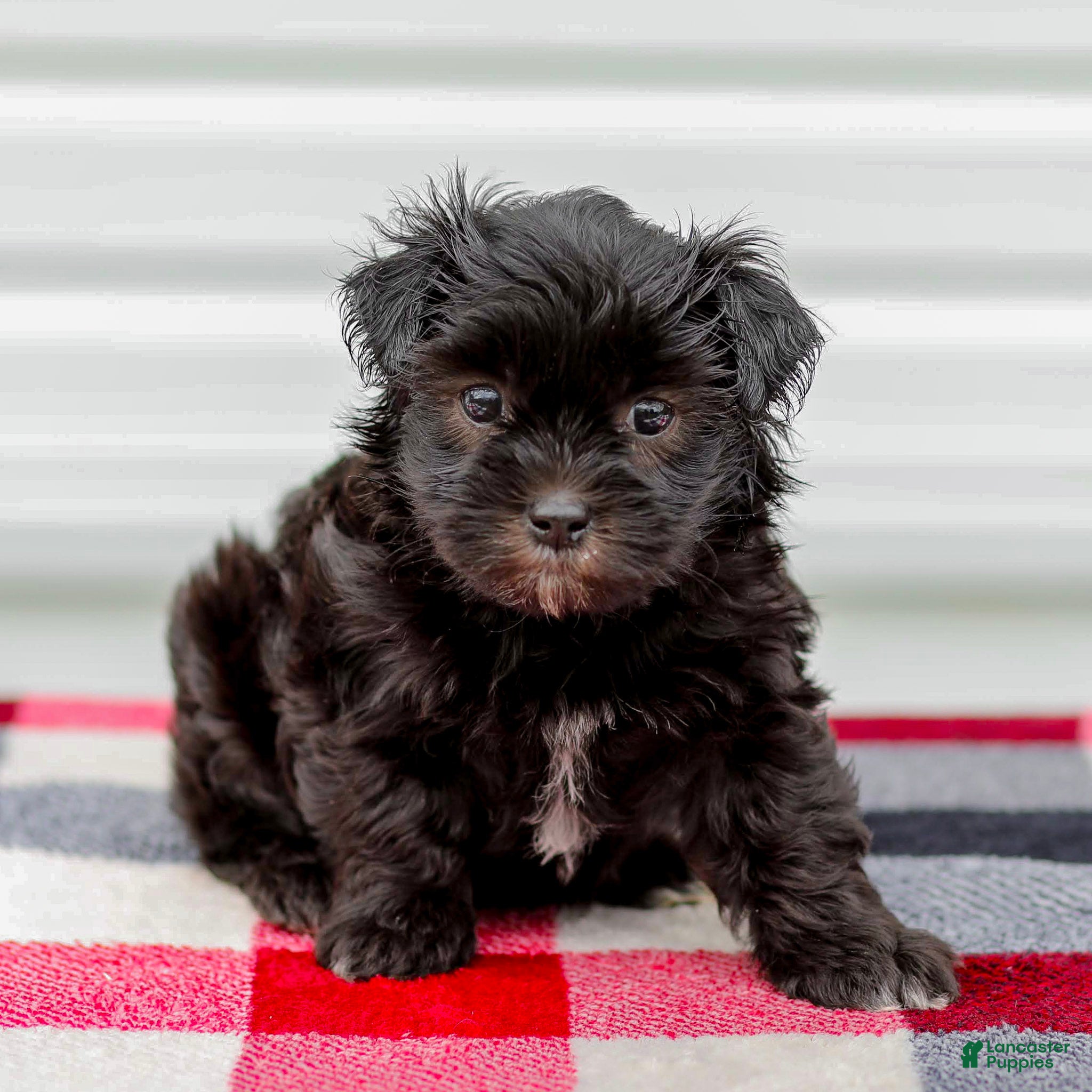 Mini Aussiedoodle dogs for sale: Cora - Ad 4
