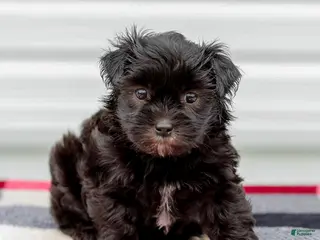 Mini Aussiedoodle dogs for sale: Cora - Ad 4