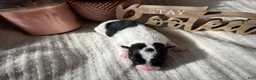 Wire Fox Terrier dogs for sale: Wire Fox Terrier 1 - Ad 3