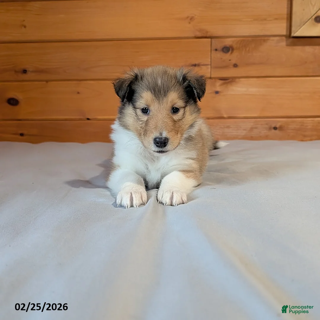 Collie dogs for sale: Twila - Ad 2