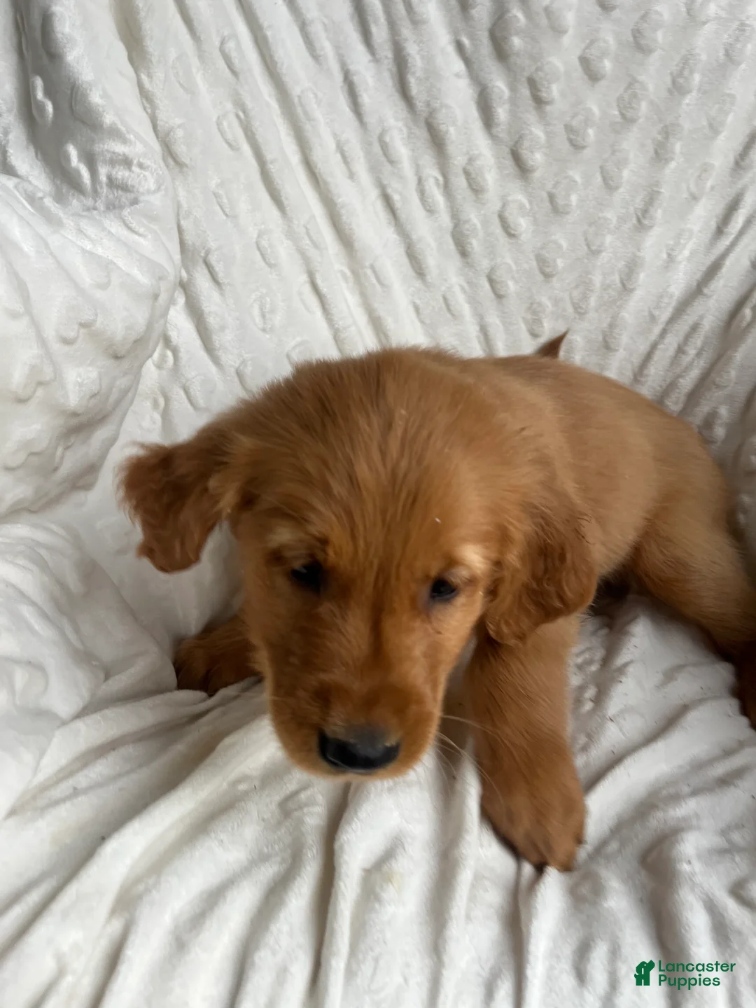 Golden Retriever dogs for sale: Golden Retriever Puppy 2 - Ad 2
