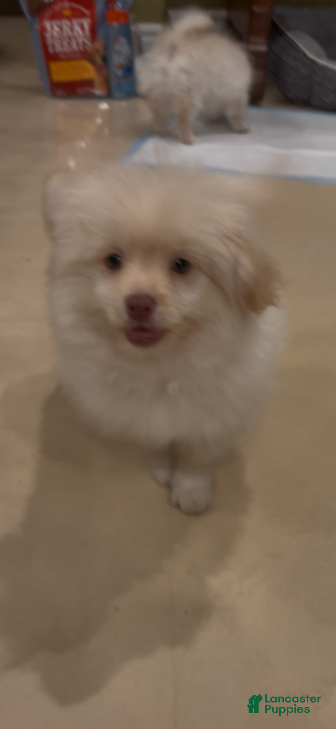 Mixed Breed dogs Mixed Breed Puppy 2 - Ad 2