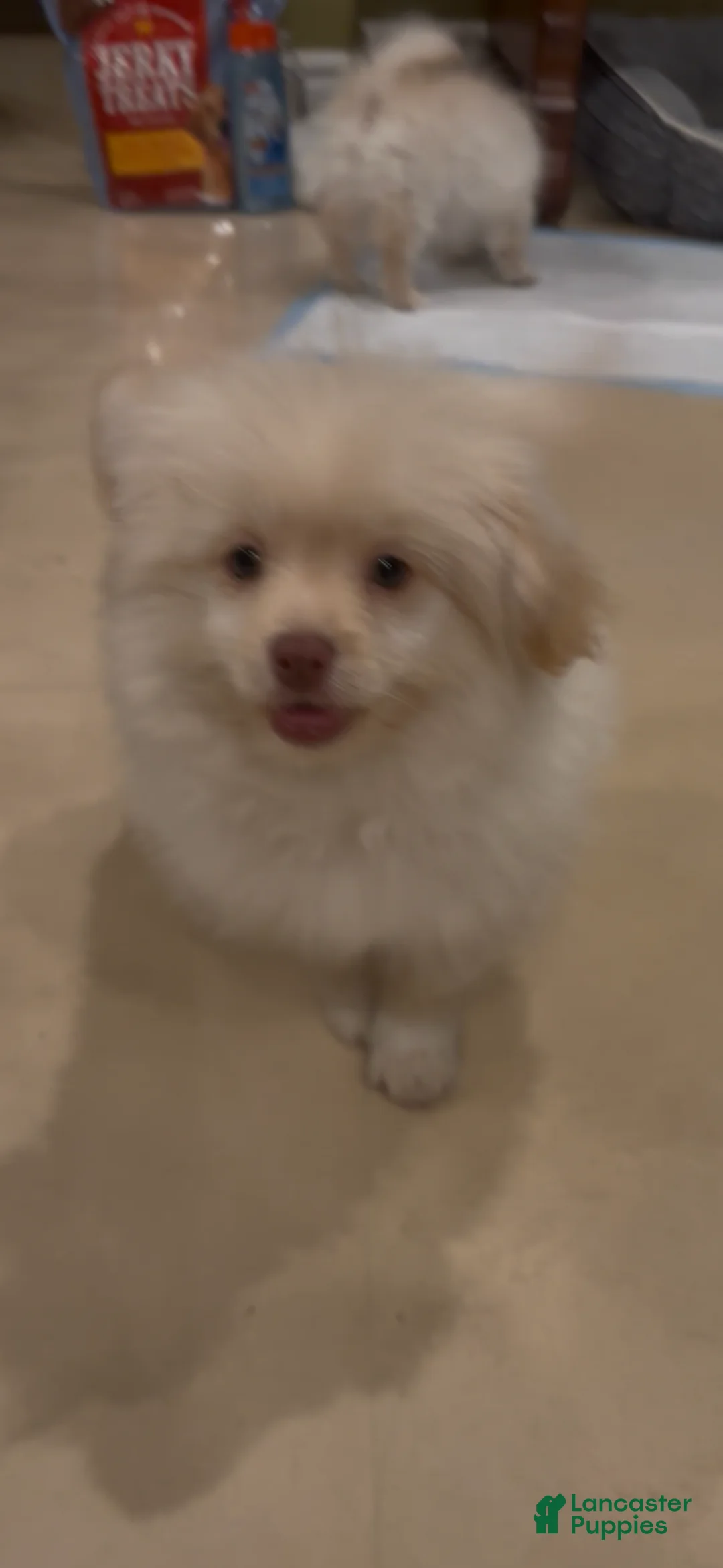 Mixed Breed dogs for sale: Mixed Breed Puppy 2 - Ad 2