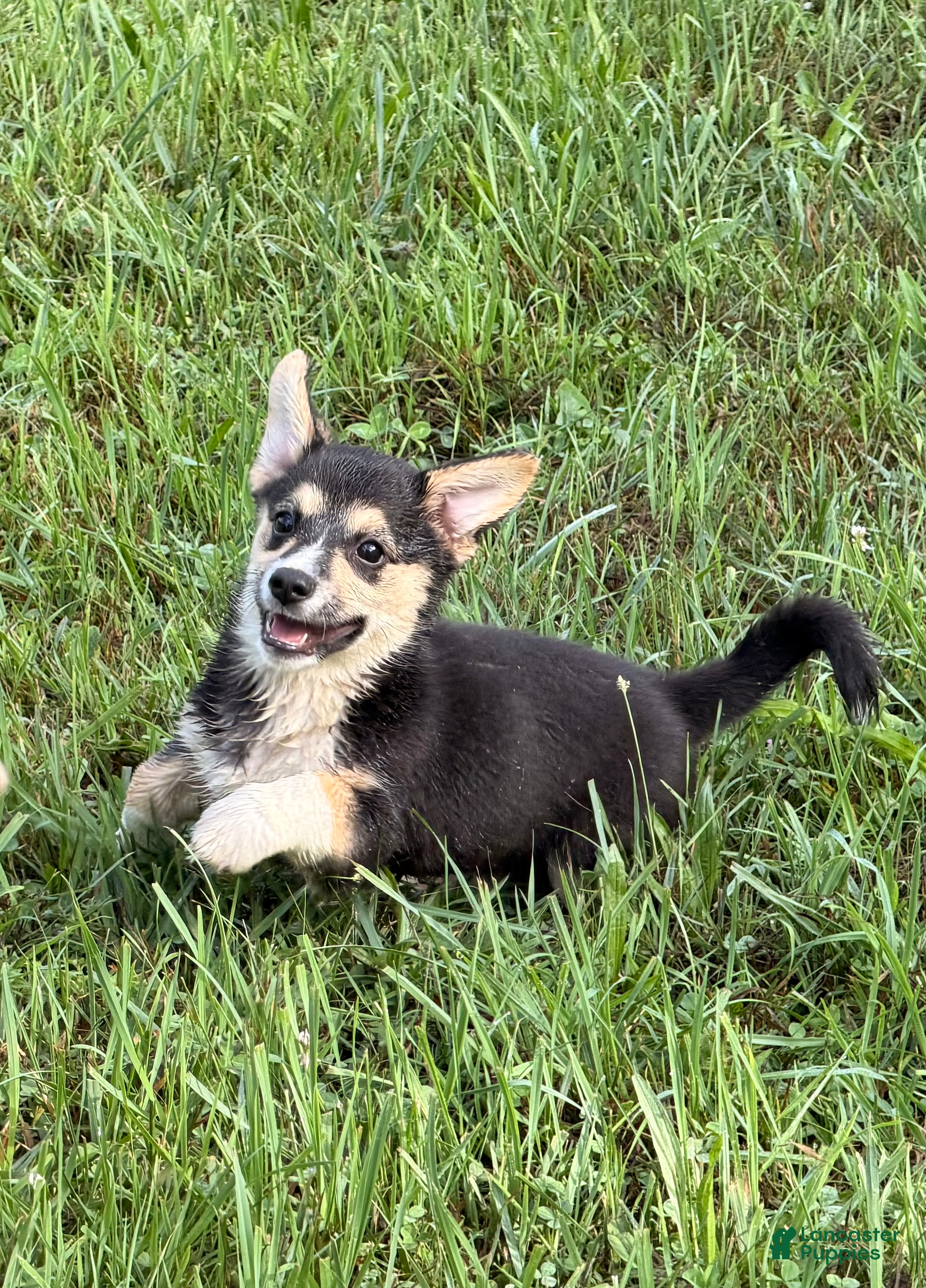 Mixed Breed dogs Petite Nina  - Ad 24