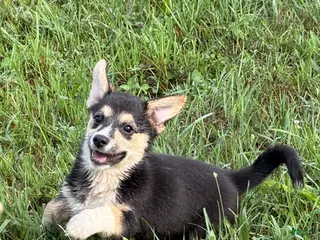 Mixed Breed dogs Petite Nina - Ad 24