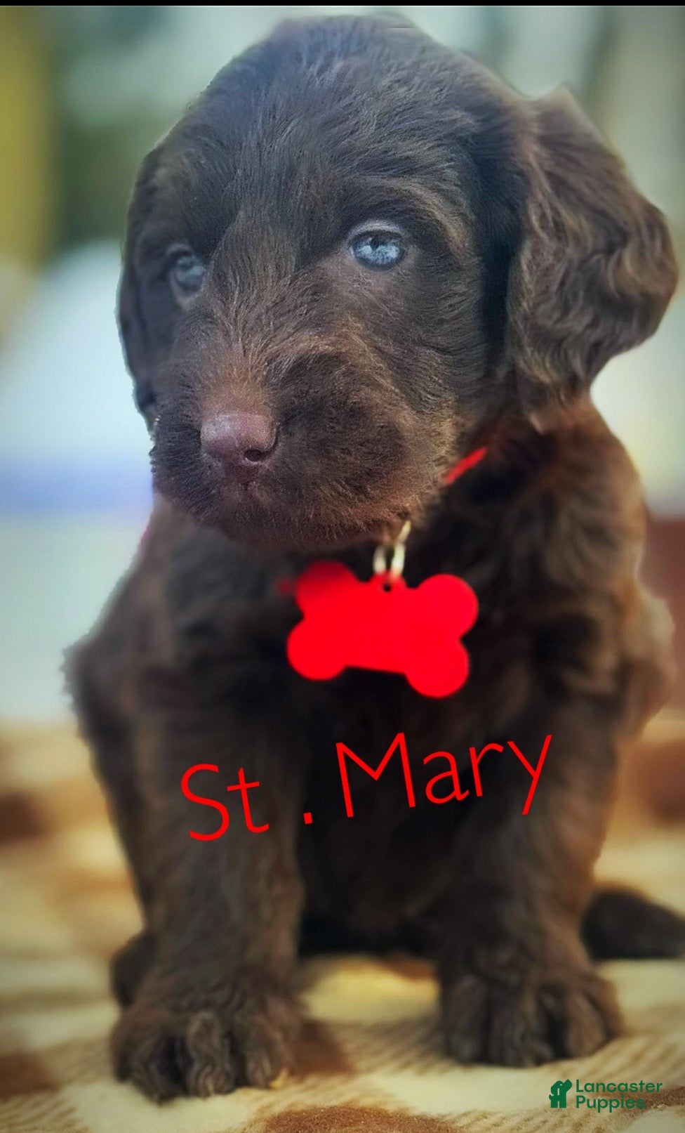 Labradoodle dogs Labradoodle Puppy 1 - Ad 10