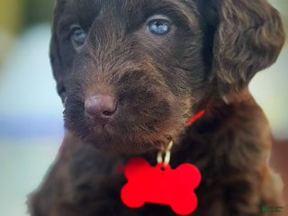 Labradoodle dogs Labradoodle Puppy 1 - Ad 10