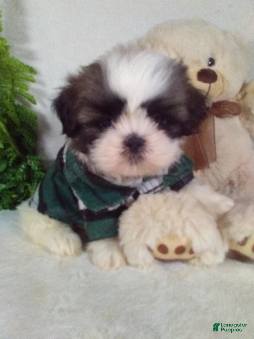 Shih Tzu dogs Axel  - Ad 2